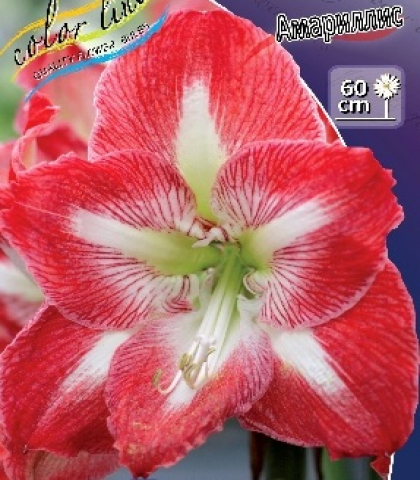 Амариллис Минерва