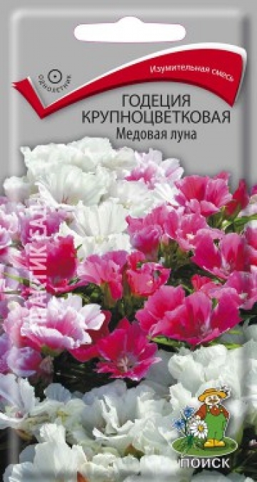 годеция крупноцветковая Медовая луна