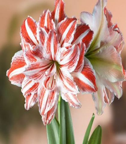 Амариллис Дэнсинг Квин