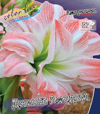 Амариллис Джайант Амадей