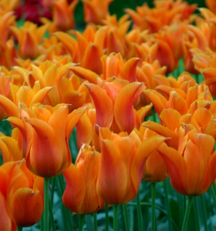 Тюльпан Лилиецветный Рикуест 5шт