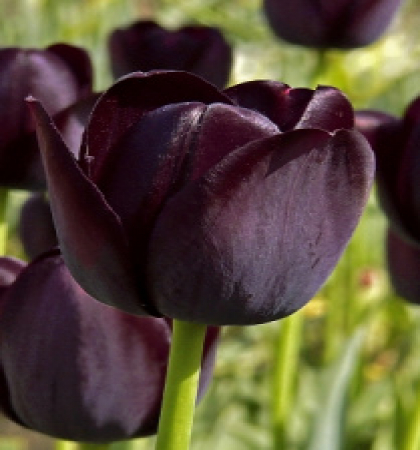 ТЮЛЬПАН CAFE NOIR (КАФЕ НУАР),10шт